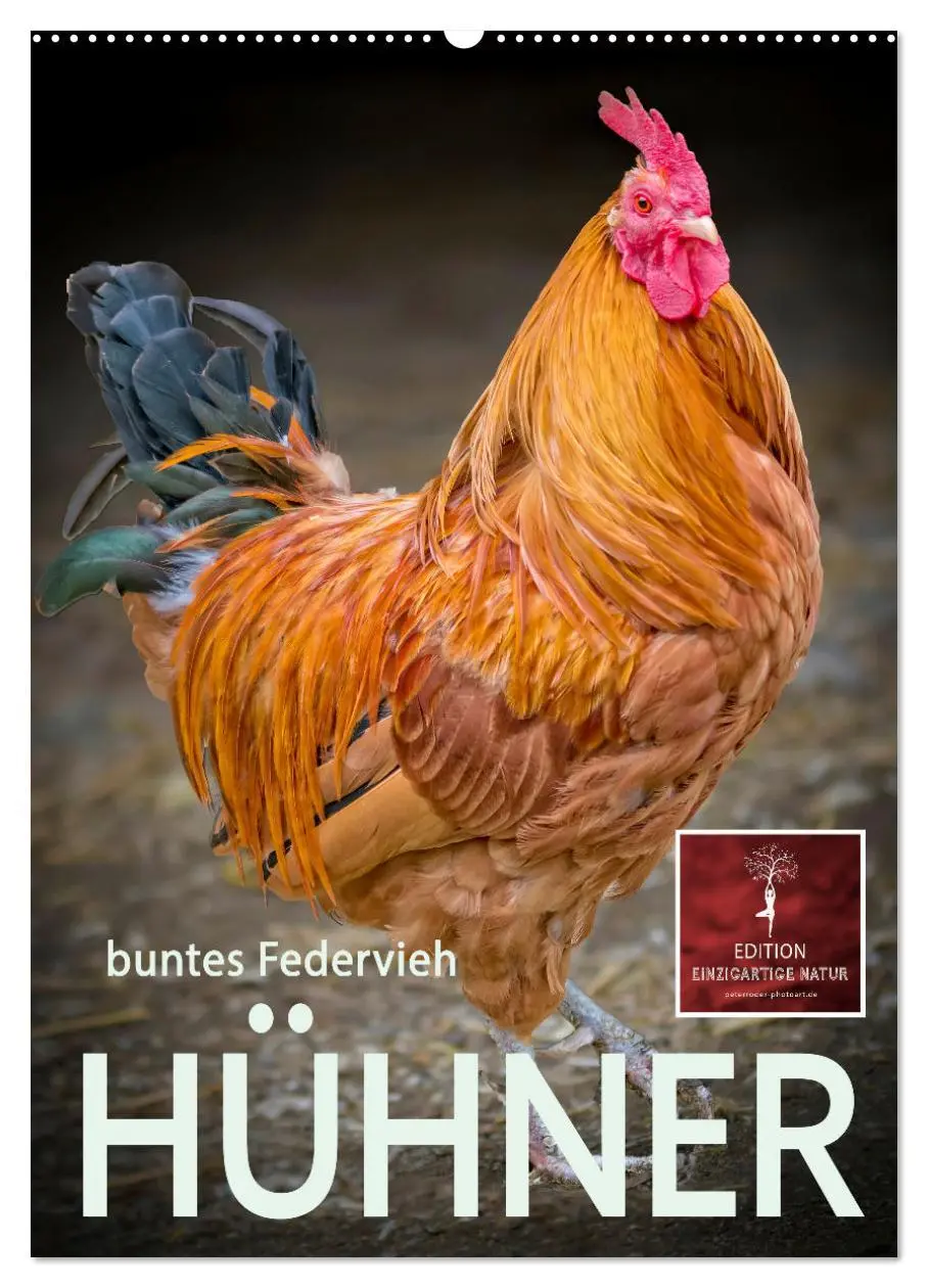 Cover: 9783516368703 | Hühner - buntes Federvieh (Wandkalender 2026 DIN A2 hoch), CALVENDO...