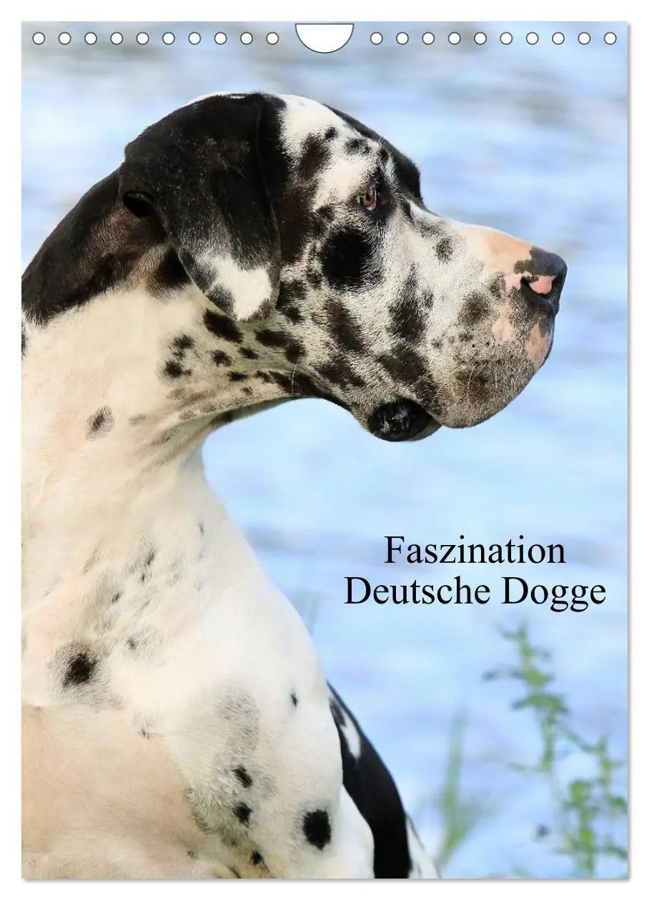 Cover: 9783516428803 | Faszination Deutsche Dogge (Wandkalender 2026 DIN A4 hoch),...