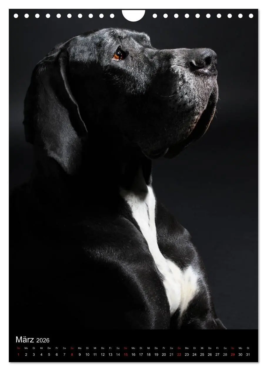 Bild: 9783516428803 | Faszination Deutsche Dogge (Wandkalender 2026 DIN A4 hoch),...