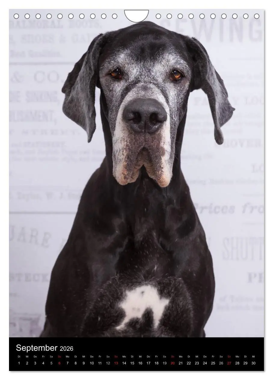 Bild: 9783516428803 | Faszination Deutsche Dogge (Wandkalender 2026 DIN A4 hoch),...