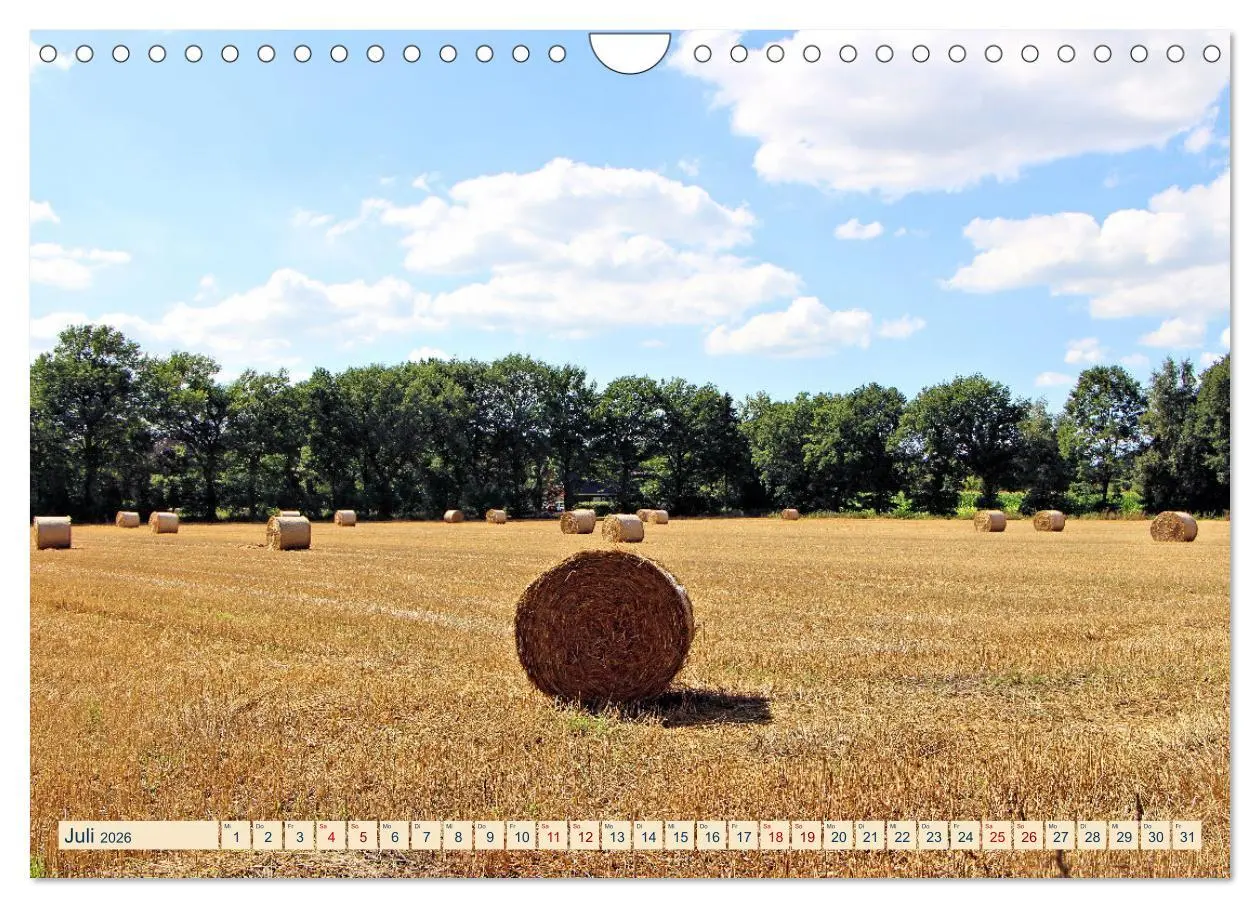 Bild: 9783457568903 | In Apen und umzu (Wandkalender 2026 DIN A4 quer), CALVENDO...