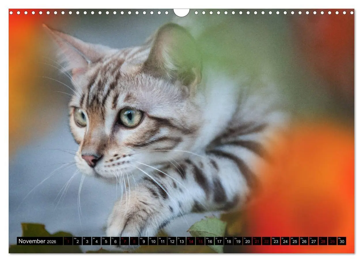 Bild: 9783457839003 | Bengalen Outdoor und Action (Wandkalender 2026 DIN A3 quer),...