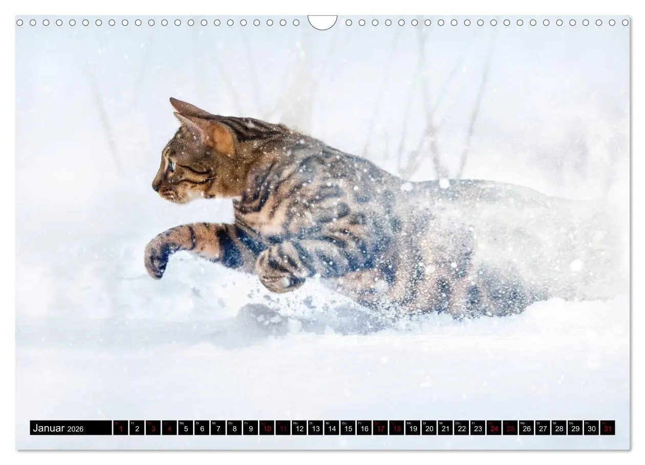 Bild: 9783457839003 | Bengalen Outdoor und Action (Wandkalender 2026 DIN A3 quer),...