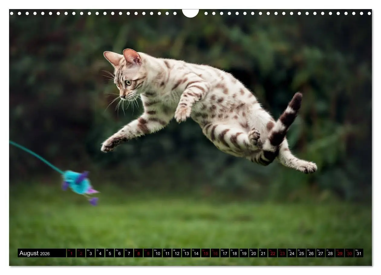 Bild: 9783457839003 | Bengalen Outdoor und Action (Wandkalender 2026 DIN A3 quer),...