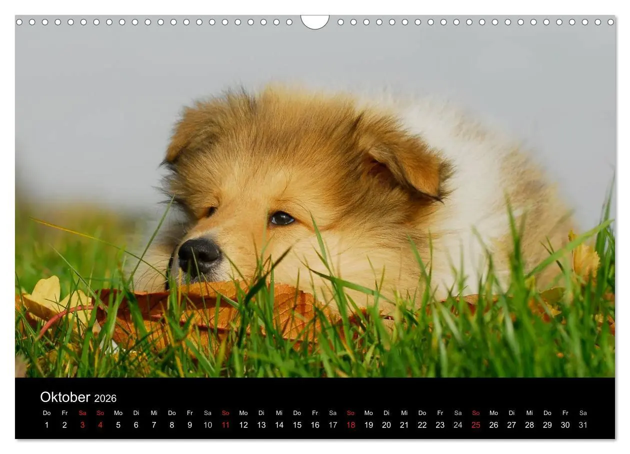 Bild: 9783516169003 | Faszination Collie 2026 (Wandkalender 2026 DIN A3 quer), CALVENDO...