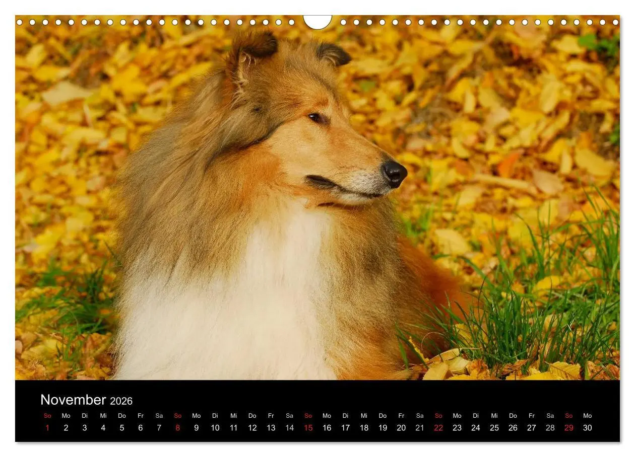 Bild: 9783516169003 | Faszination Collie 2026 (Wandkalender 2026 DIN A3 quer), CALVENDO...