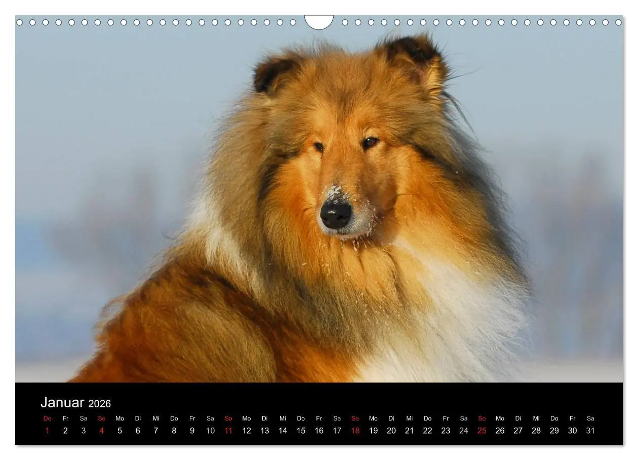 Bild: 9783516169003 | Faszination Collie 2026 (Wandkalender 2026 DIN A3 quer), CALVENDO...
