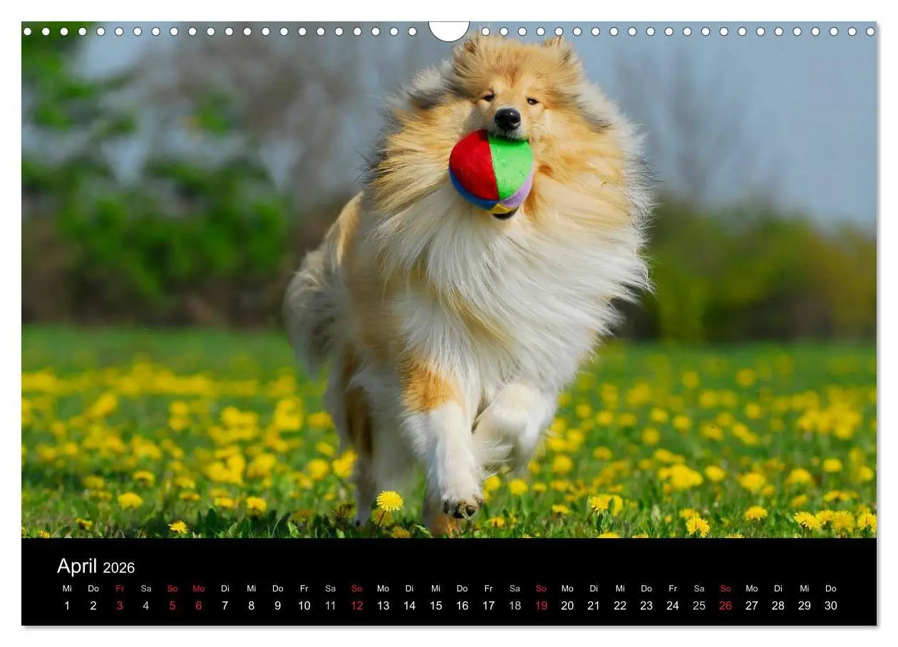 Bild: 9783516169003 | Faszination Collie 2026 (Wandkalender 2026 DIN A3 quer), CALVENDO...