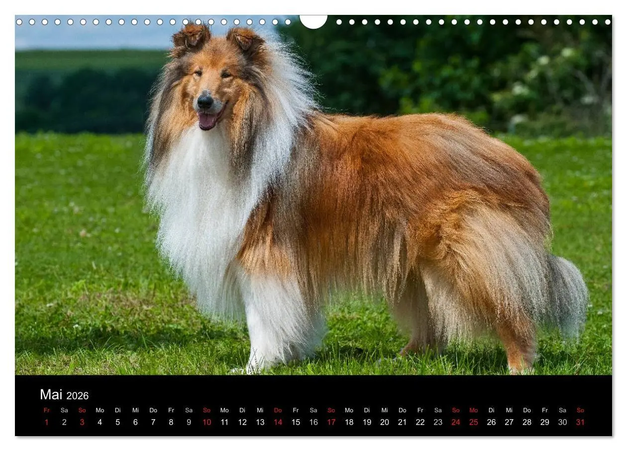 Bild: 9783516169003 | Faszination Collie 2026 (Wandkalender 2026 DIN A3 quer), CALVENDO...