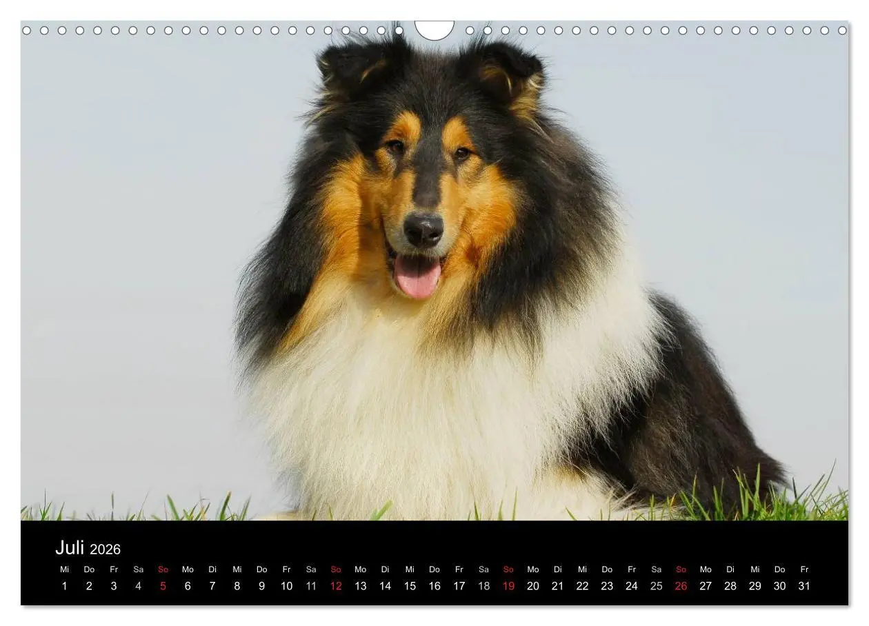 Bild: 9783516169003 | Faszination Collie 2026 (Wandkalender 2026 DIN A3 quer), CALVENDO...