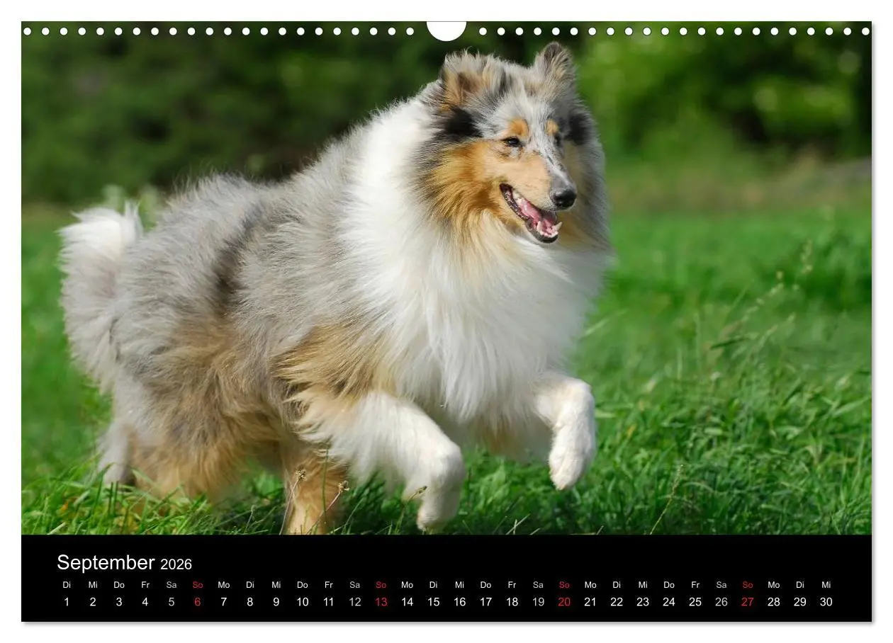 Bild: 9783516169003 | Faszination Collie 2026 (Wandkalender 2026 DIN A3 quer), CALVENDO...