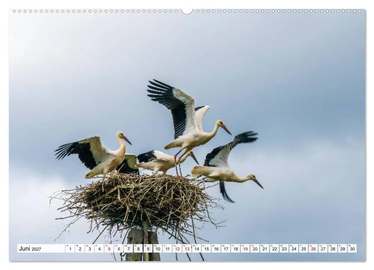 Bild: 9783569639003 | Polen - Masuren (Wandkalender 2027 DIN A2 quer), CALVENDO...
