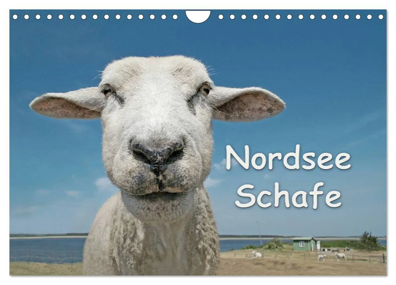 Cover: 9783516089103 | Nordsee Schafe (Wandkalender 2026 DIN A4 quer), CALVENDO...
