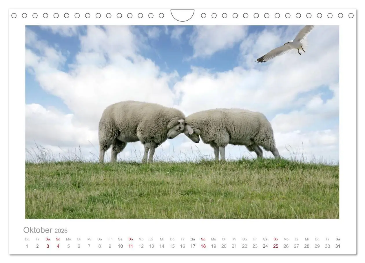 Bild: 9783516089103 | Nordsee Schafe (Wandkalender 2026 DIN A4 quer), CALVENDO...