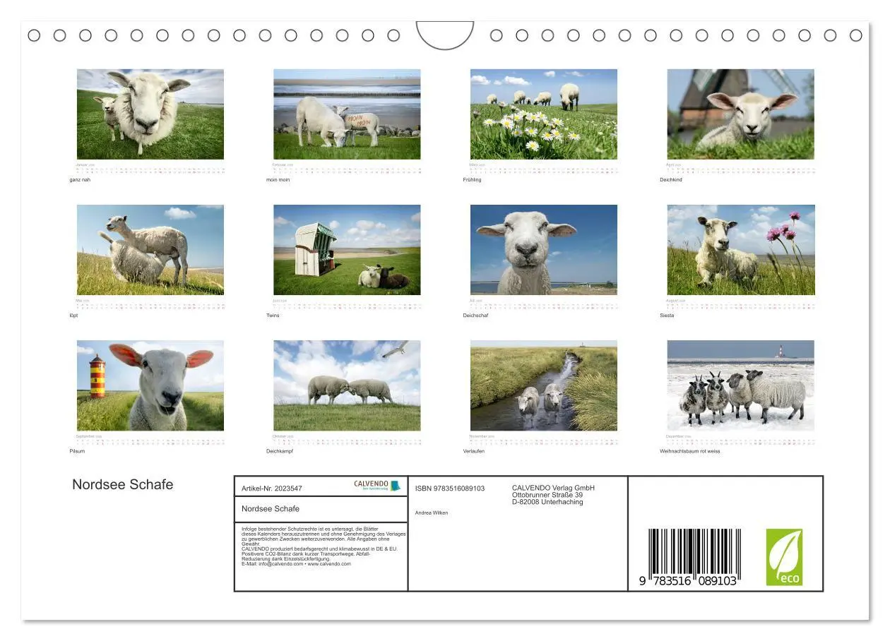 Bild: 9783516089103 | Nordsee Schafe (Wandkalender 2026 DIN A4 quer), CALVENDO...