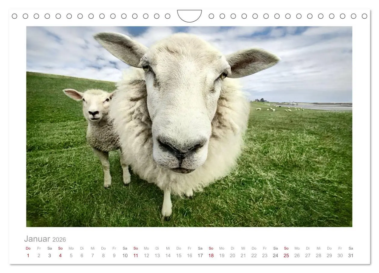 Bild: 9783516089103 | Nordsee Schafe (Wandkalender 2026 DIN A4 quer), CALVENDO...