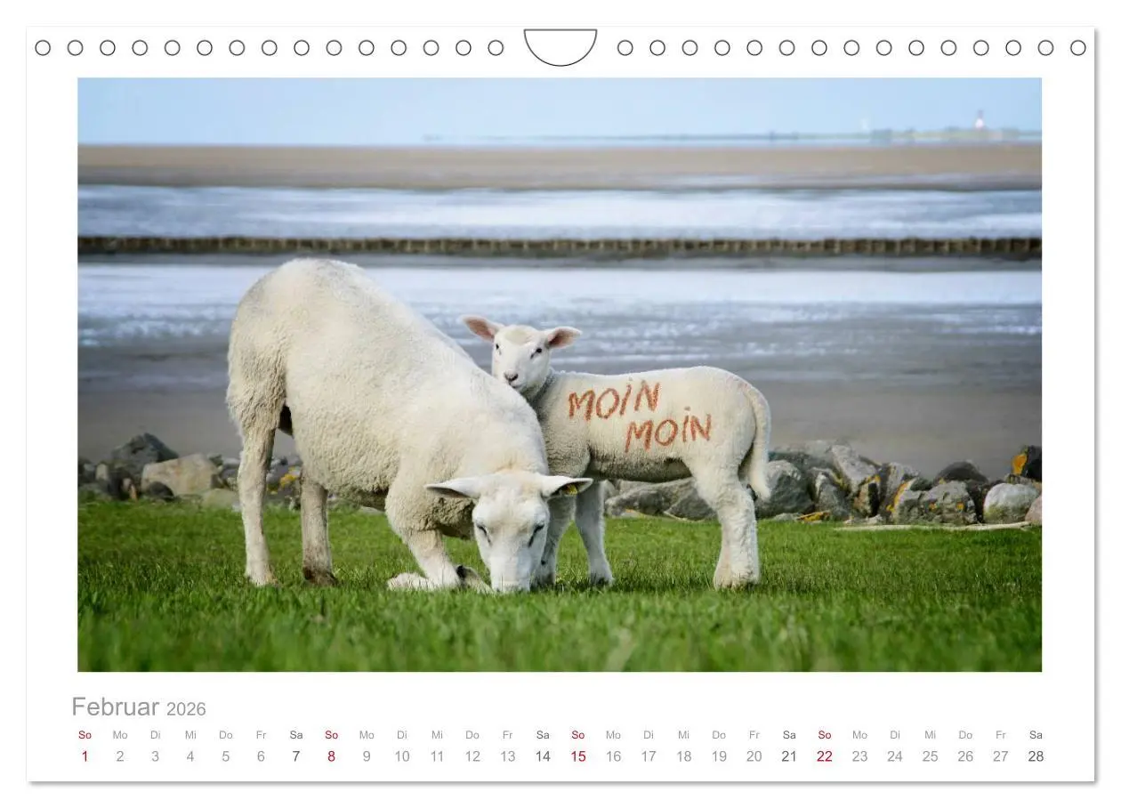 Bild: 9783516089103 | Nordsee Schafe (Wandkalender 2026 DIN A4 quer), CALVENDO...