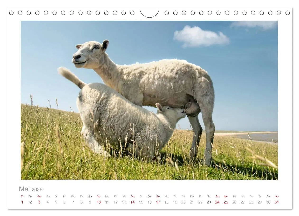 Bild: 9783516089103 | Nordsee Schafe (Wandkalender 2026 DIN A4 quer), CALVENDO...