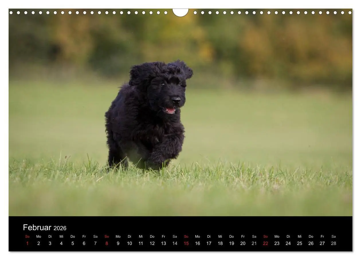 Bild: 9783516229103 | Hundewelpen (Wandkalender 2026 DIN A3 quer), CALVENDO Monatskalender