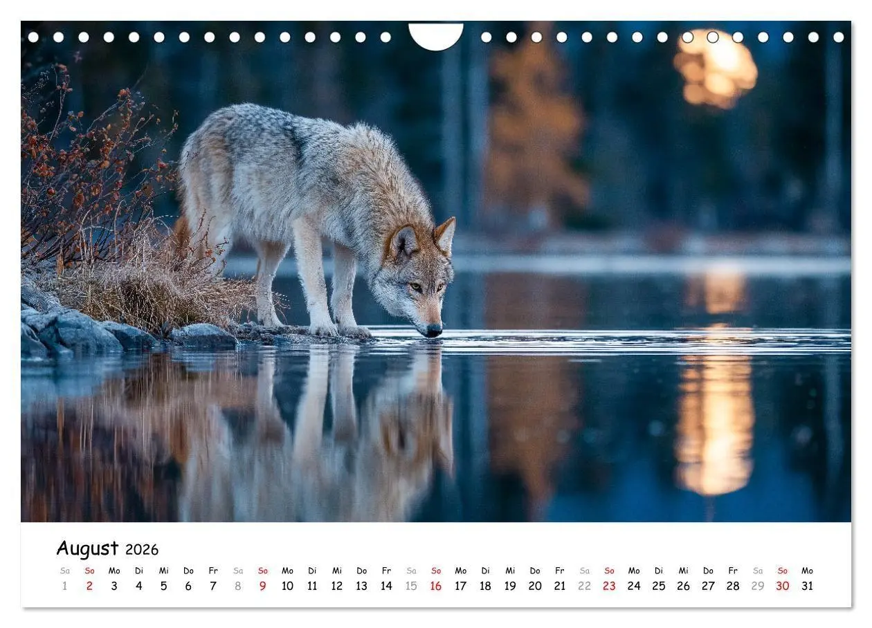 Bild: 9783516699203 | Wölfe im Mondlicht - Ruf der Wildnis (Wandkalender 2026 DIN A4...
