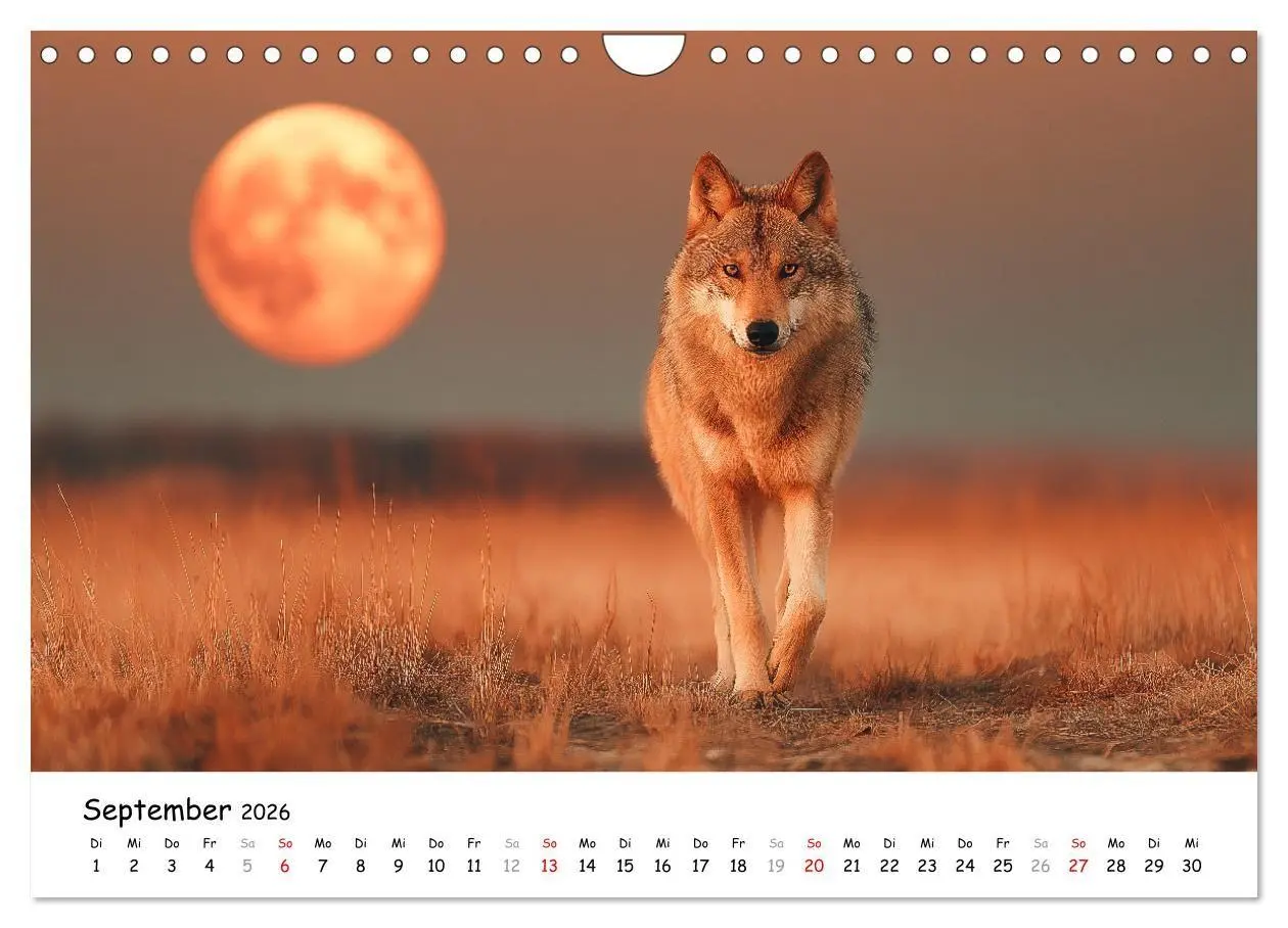 Bild: 9783516699203 | Wölfe im Mondlicht - Ruf der Wildnis (Wandkalender 2026 DIN A4...