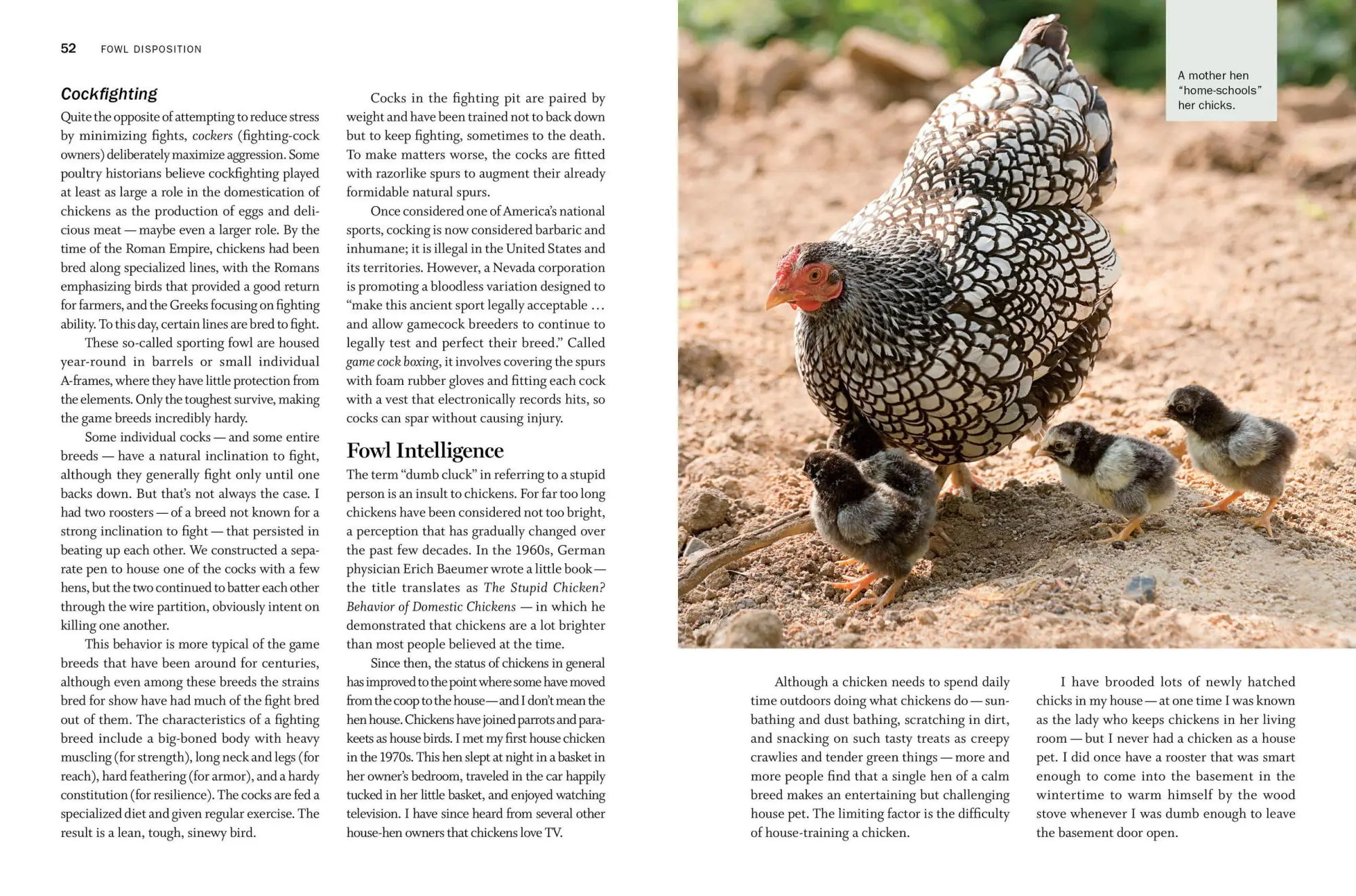 Bild: 9781612129303 | Storey's Guide to Raising Chickens, 4th Edition | Gail Damerow | Buch