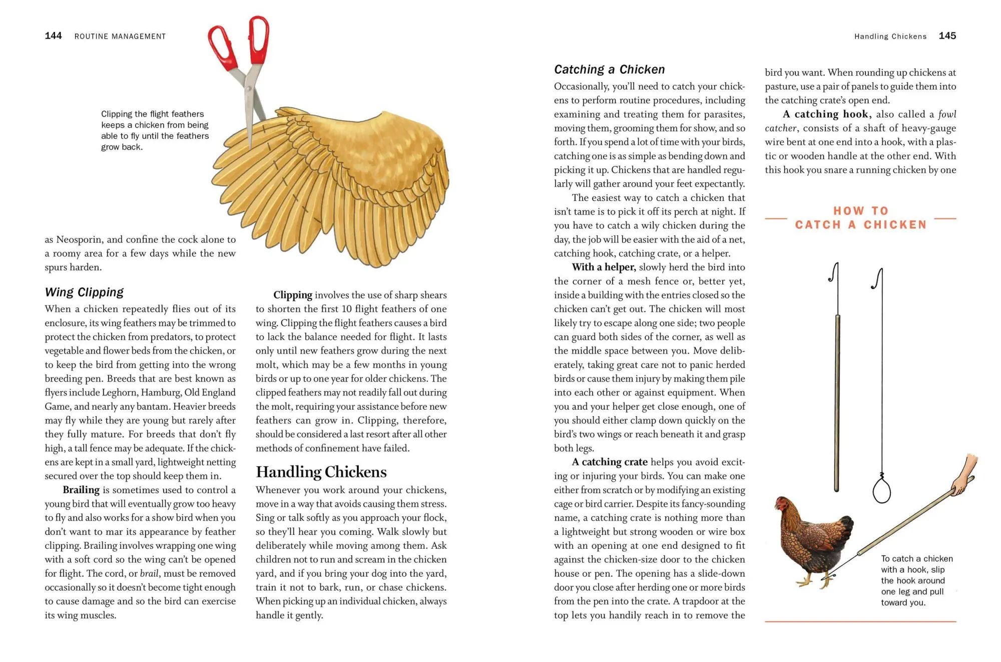 Bild: 9781612129303 | Storey's Guide to Raising Chickens, 4th Edition | Gail Damerow | Buch