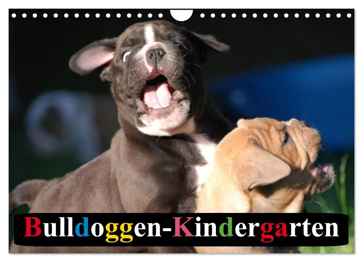 Cover: 9783516139303 | Bulldoggen-Kindergarten (Wandkalender 2026 DIN A4 quer), CALVENDO...