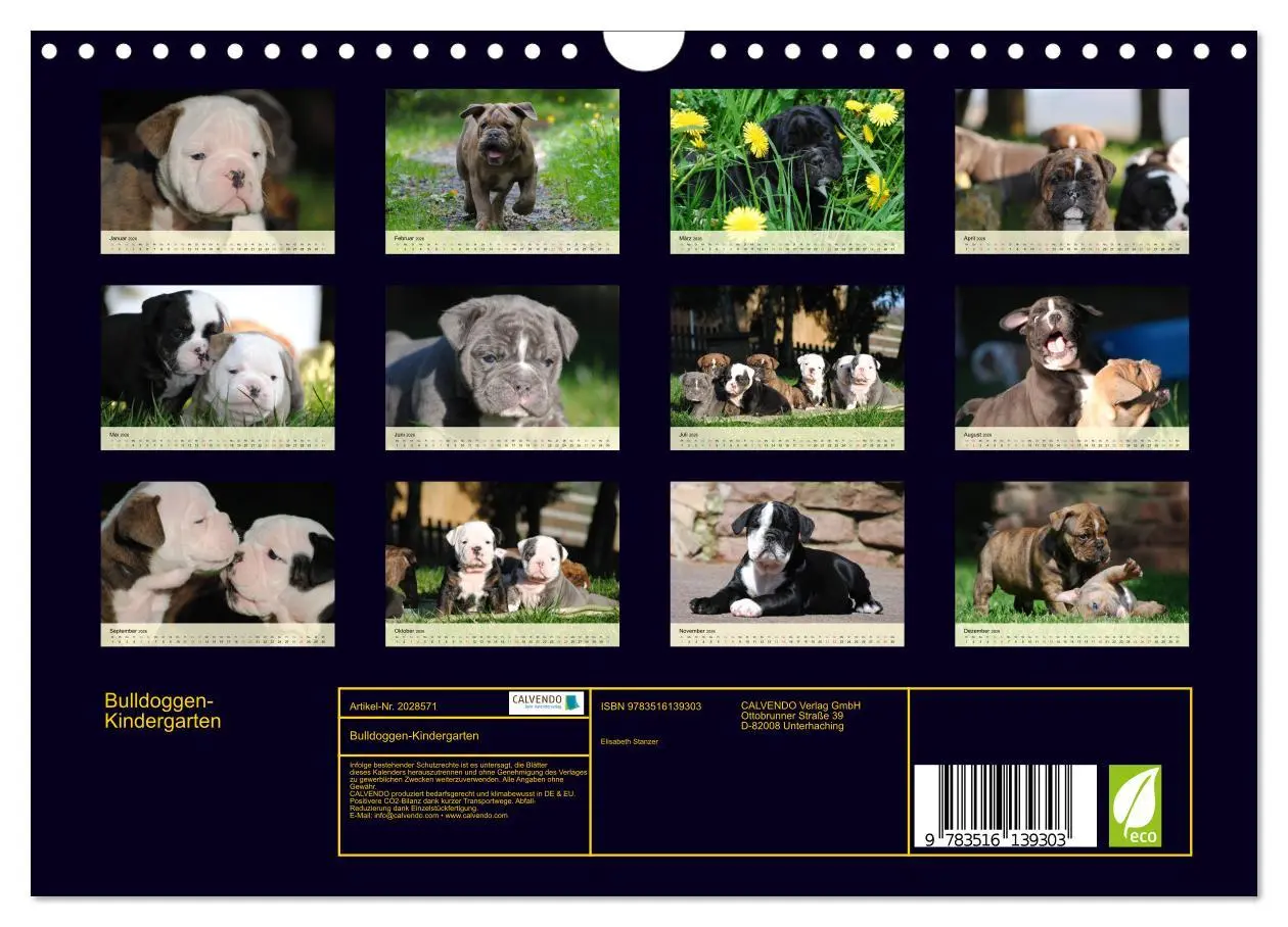 Bild: 9783516139303 | Bulldoggen-Kindergarten (Wandkalender 2026 DIN A4 quer), CALVENDO...