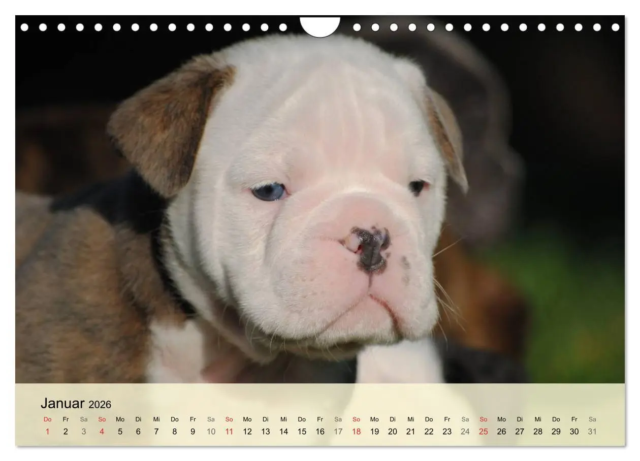 Bild: 9783516139303 | Bulldoggen-Kindergarten (Wandkalender 2026 DIN A4 quer), CALVENDO...