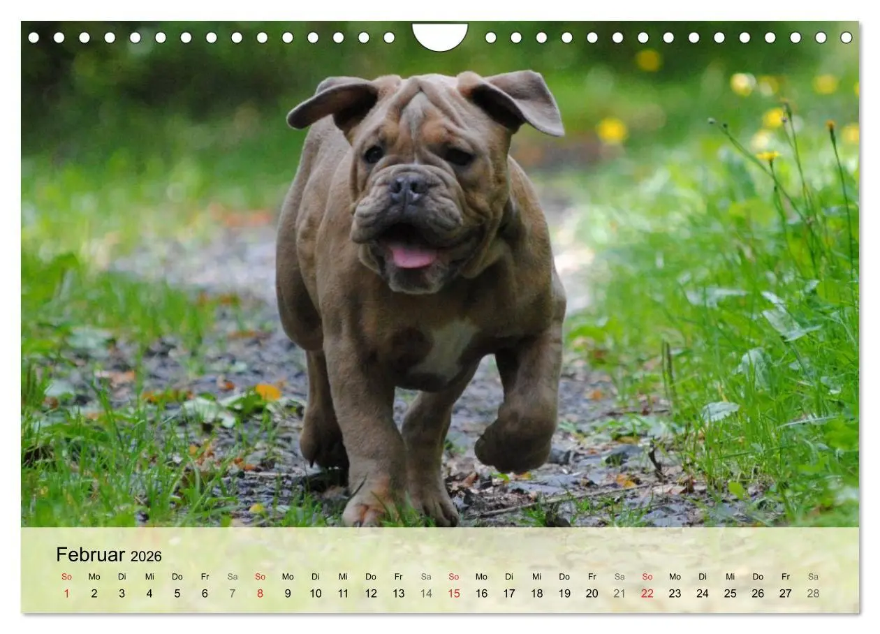 Bild: 9783516139303 | Bulldoggen-Kindergarten (Wandkalender 2026 DIN A4 quer), CALVENDO...