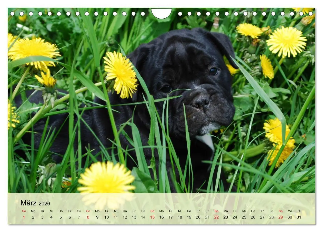 Bild: 9783516139303 | Bulldoggen-Kindergarten (Wandkalender 2026 DIN A4 quer), CALVENDO...