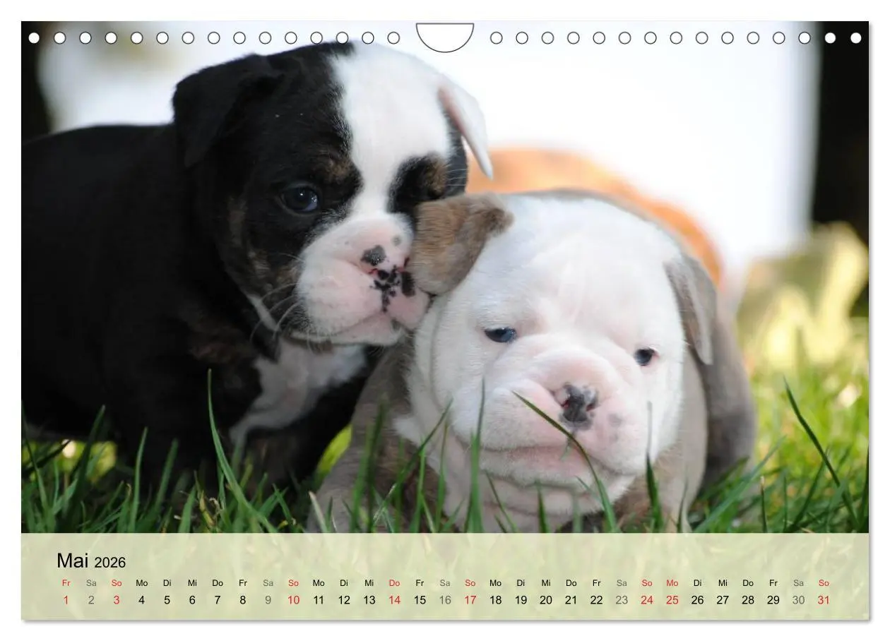 Bild: 9783516139303 | Bulldoggen-Kindergarten (Wandkalender 2026 DIN A4 quer), CALVENDO...