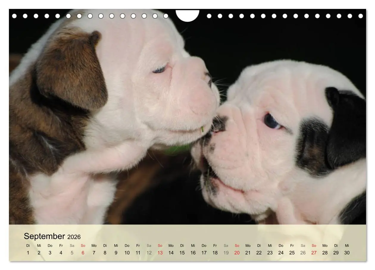Bild: 9783516139303 | Bulldoggen-Kindergarten (Wandkalender 2026 DIN A4 quer), CALVENDO...