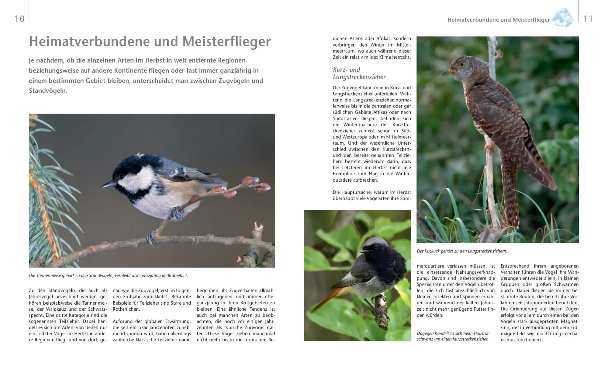 Bild: 9783625199403 | Vögel zu Gast im Garten - Heimische Vögel beobachten, bestimmen,...