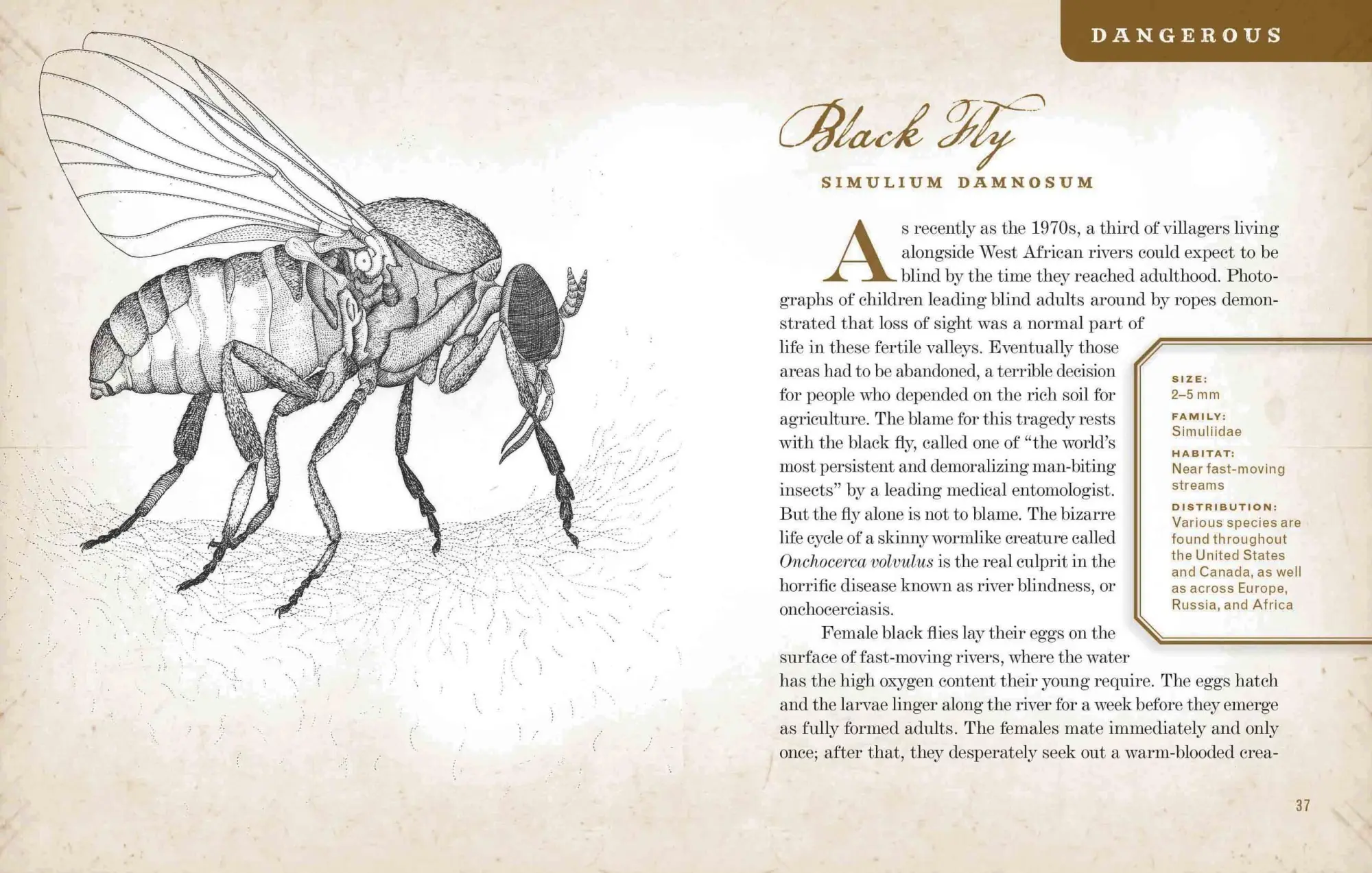 Bild: 9781565129603 | Wicked Bugs | Amy Stewart | Buch | Gebunden | Englisch | 2011