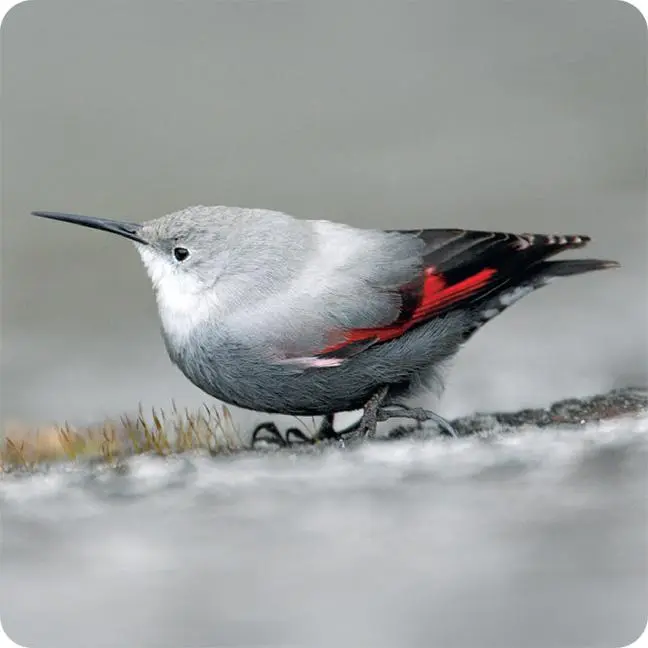 Bild: 9783258800004 | Einheimische Vogelarten - das Memo-Spiel | Haupt Verlag | Spiel | 2024