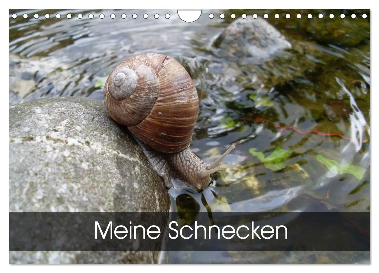 Cover: 9783457960004 | Meine Schnecken (Wandkalender 2026 DIN A4 quer), CALVENDO...