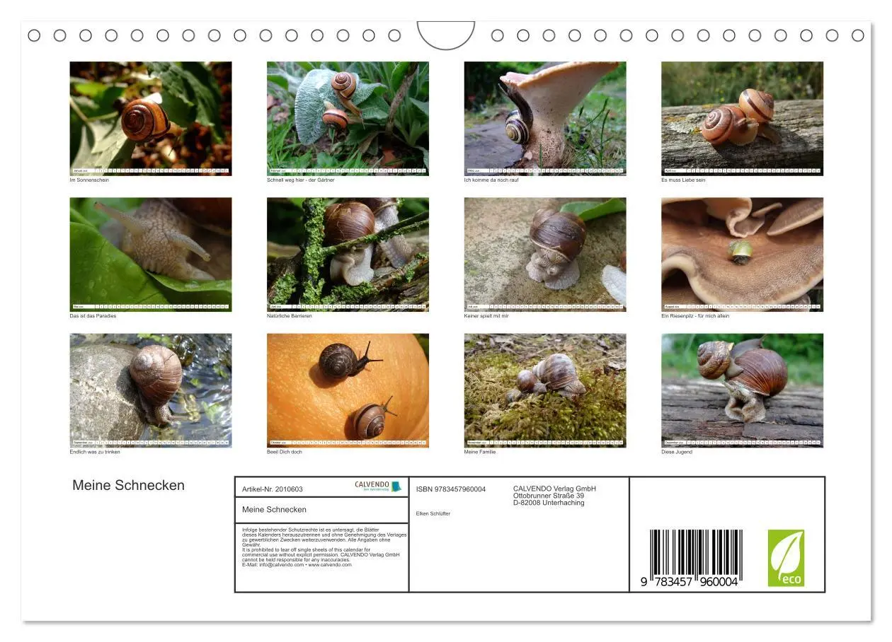 Bild: 9783457960004 | Meine Schnecken (Wandkalender 2026 DIN A4 quer), CALVENDO...