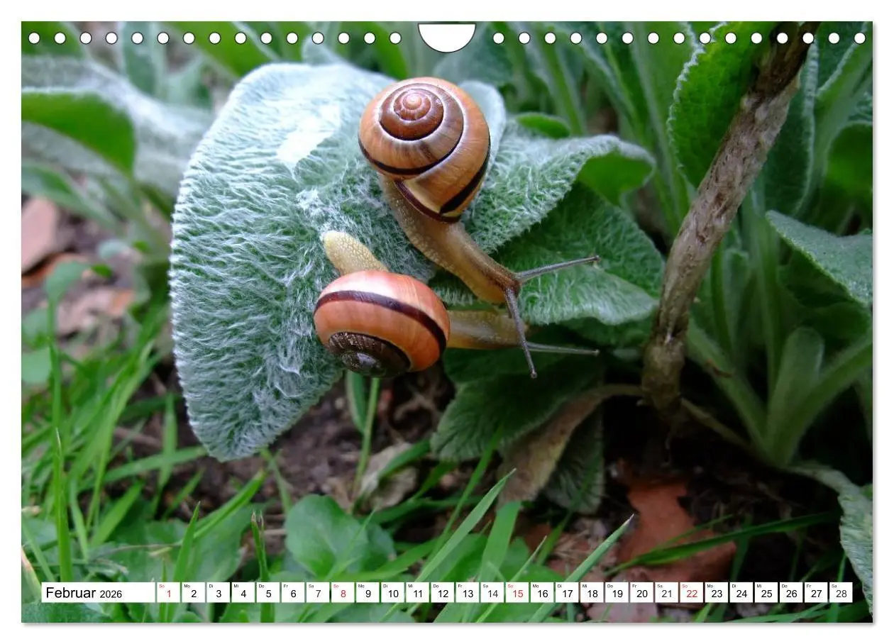 Bild: 9783457960004 | Meine Schnecken (Wandkalender 2026 DIN A4 quer), CALVENDO...