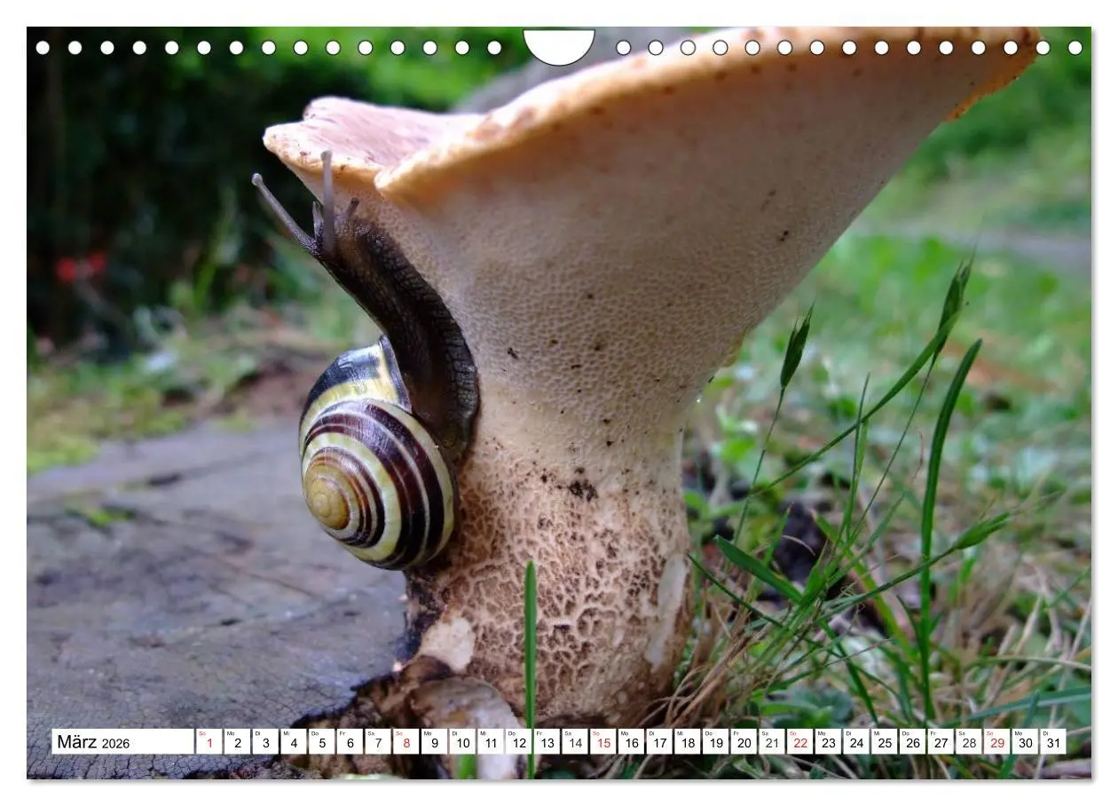 Bild: 9783457960004 | Meine Schnecken (Wandkalender 2026 DIN A4 quer), CALVENDO...