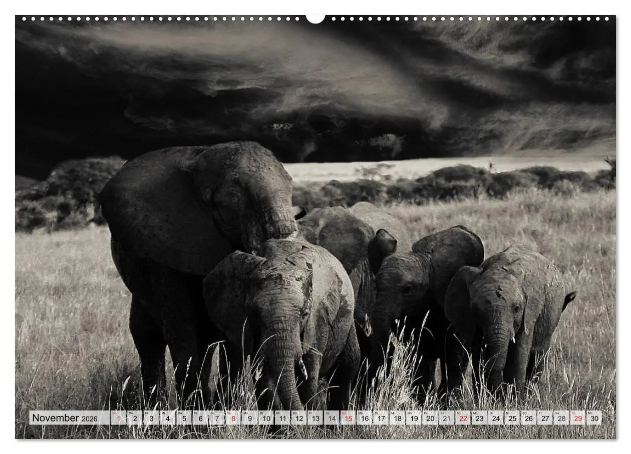 Bild: 9783516050004 | Wilde Tiere in schwarz-weiß (hochwertiger Premium Wandkalender 2026...