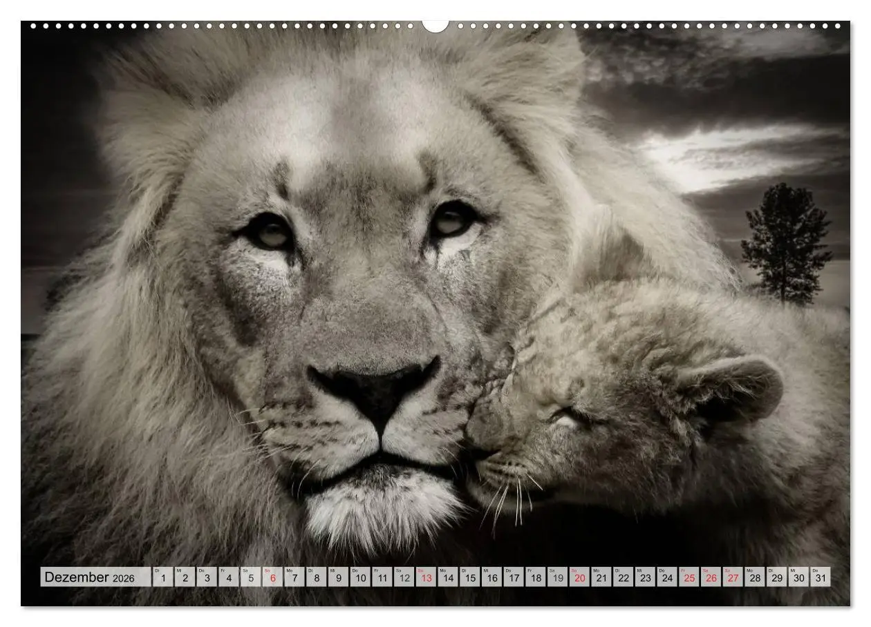 Bild: 9783516050004 | Wilde Tiere in schwarz-weiß (hochwertiger Premium Wandkalender 2026...