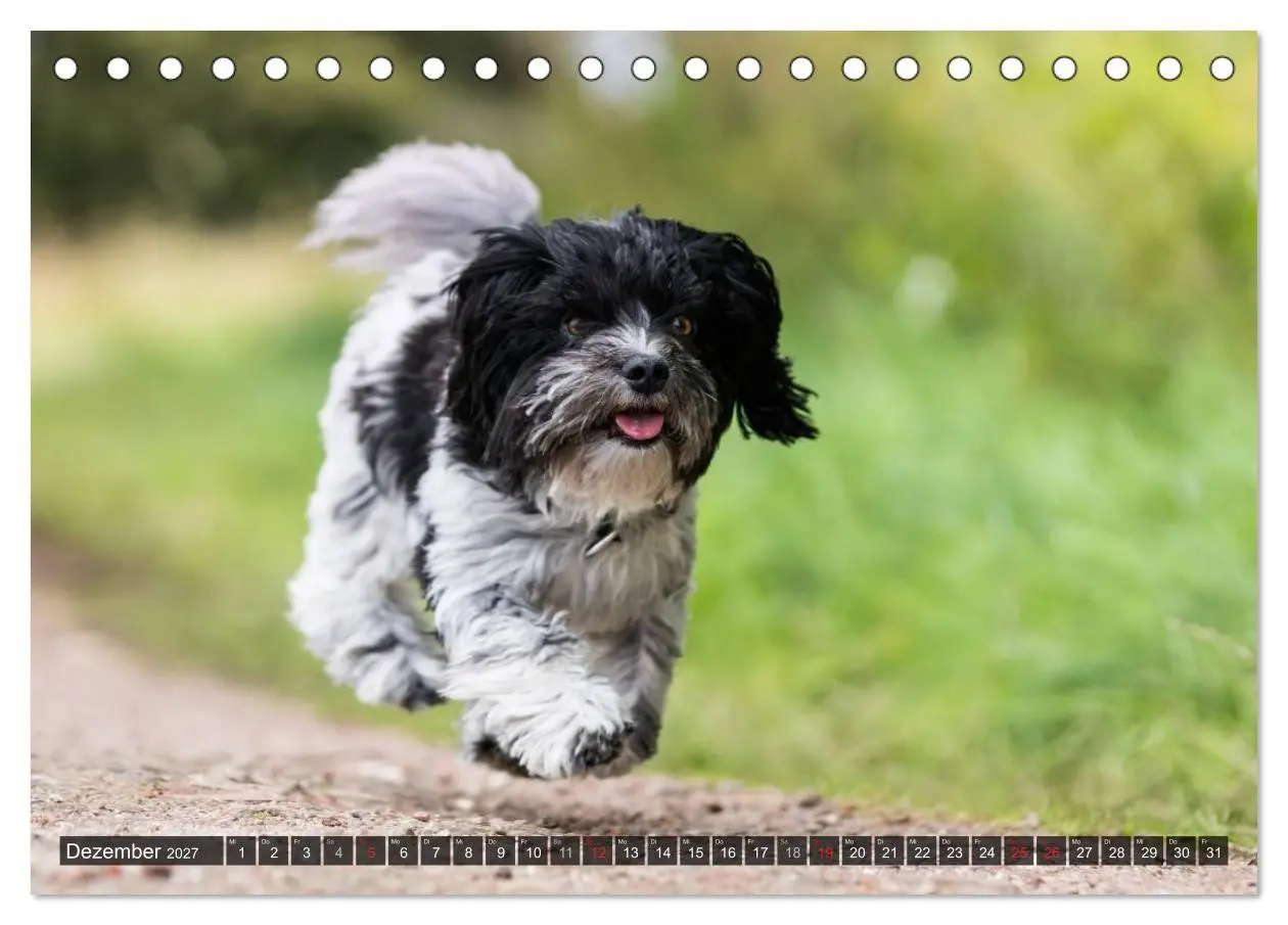 Bild: 9783569990104 | Spaß mit Havanesern (Tischkalender 2027 DIN A5 quer), CALVENDO...
