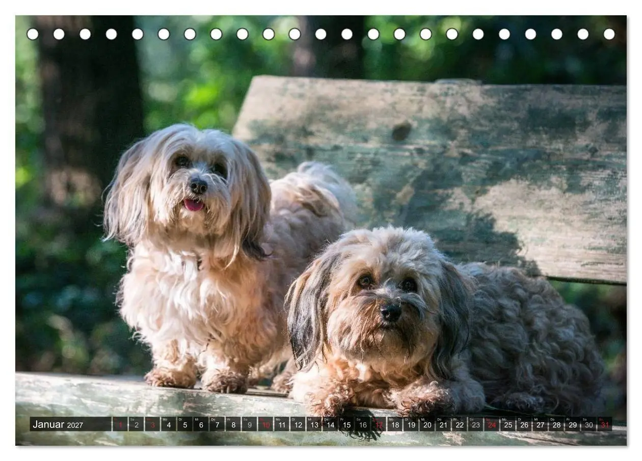 Bild: 9783569990104 | Spaß mit Havanesern (Tischkalender 2027 DIN A5 quer), CALVENDO...