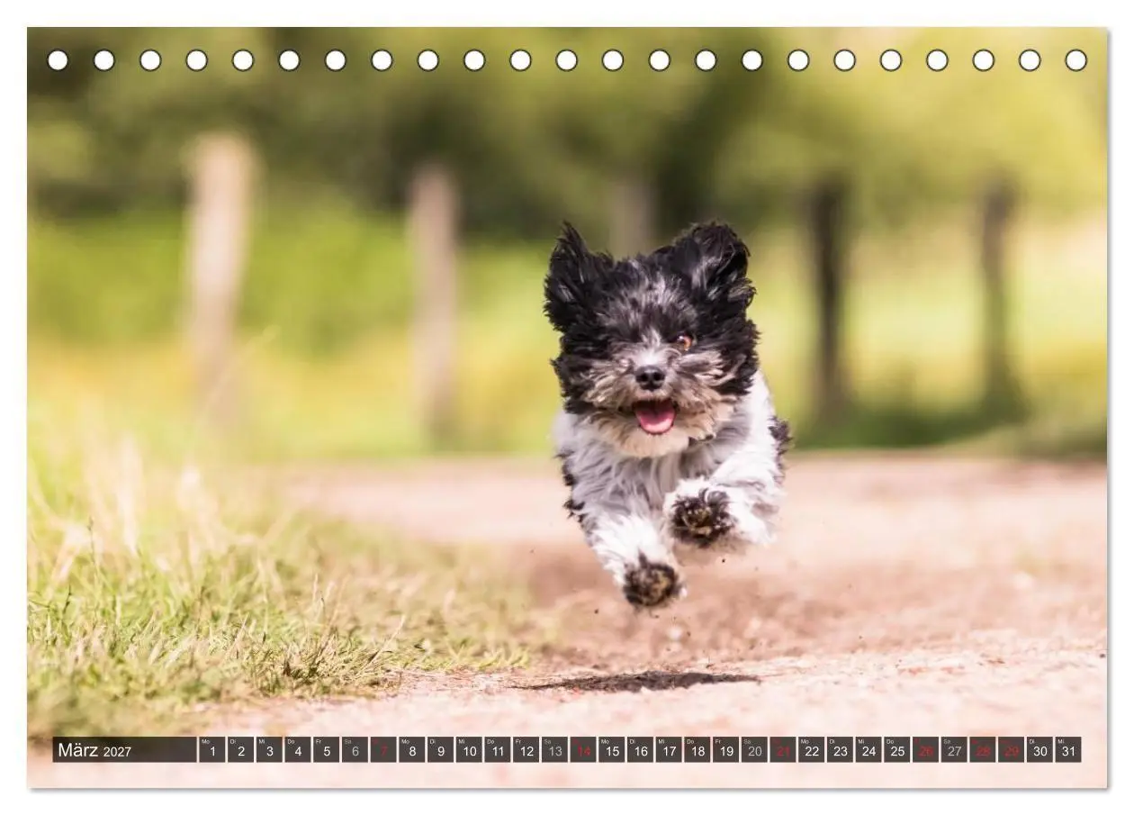 Bild: 9783569990104 | Spaß mit Havanesern (Tischkalender 2027 DIN A5 quer), CALVENDO...