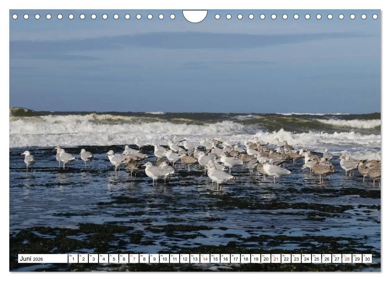 Bild: 9783516030204 | Callantsoog (Wandkalender 2026 DIN A4 quer), CALVENDO Monatskalender