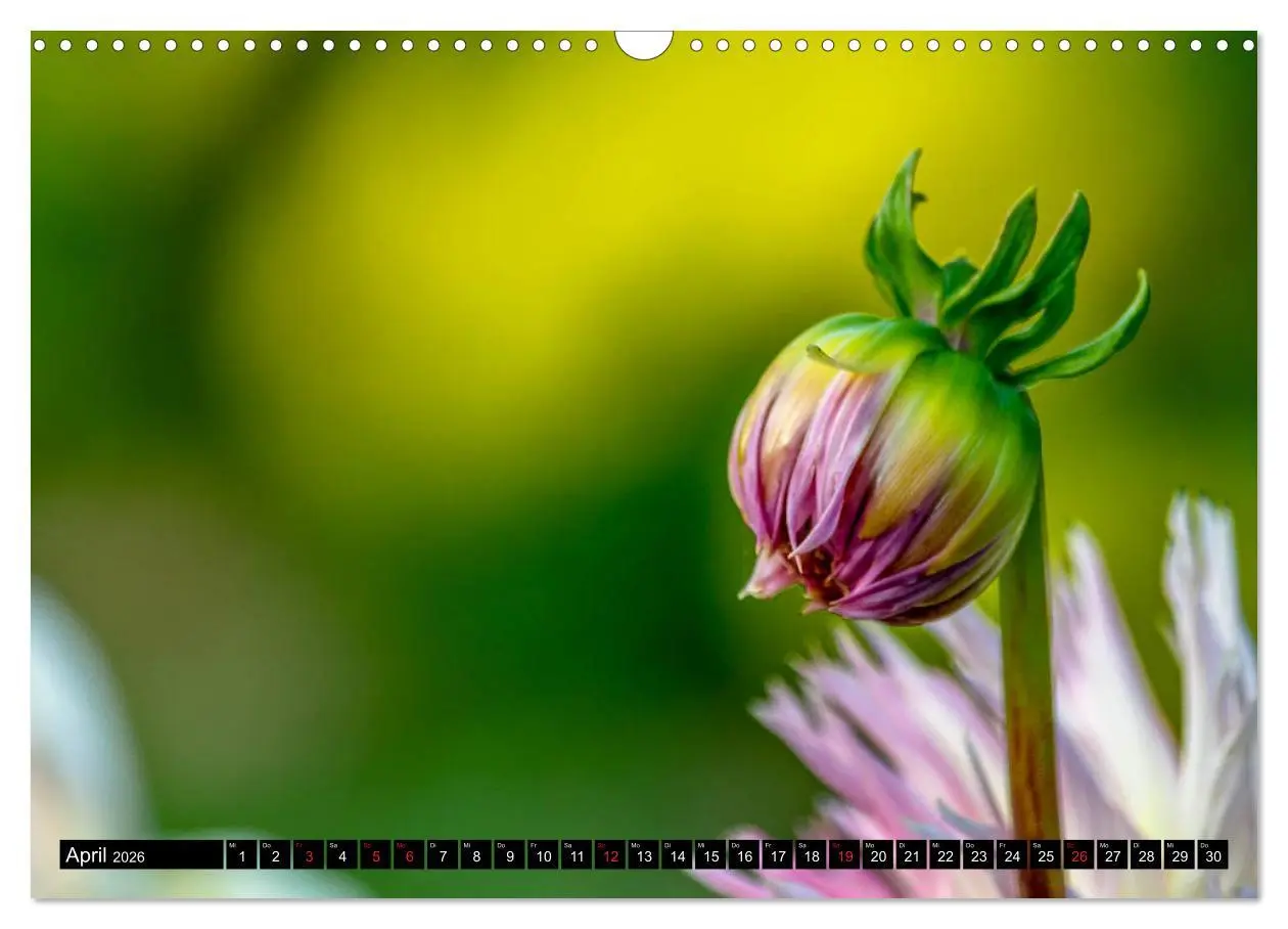 Bild: 9783457930304 | Dahlien - Blumenwunder der Natur (Wandkalender 2026 DIN A3 quer),...