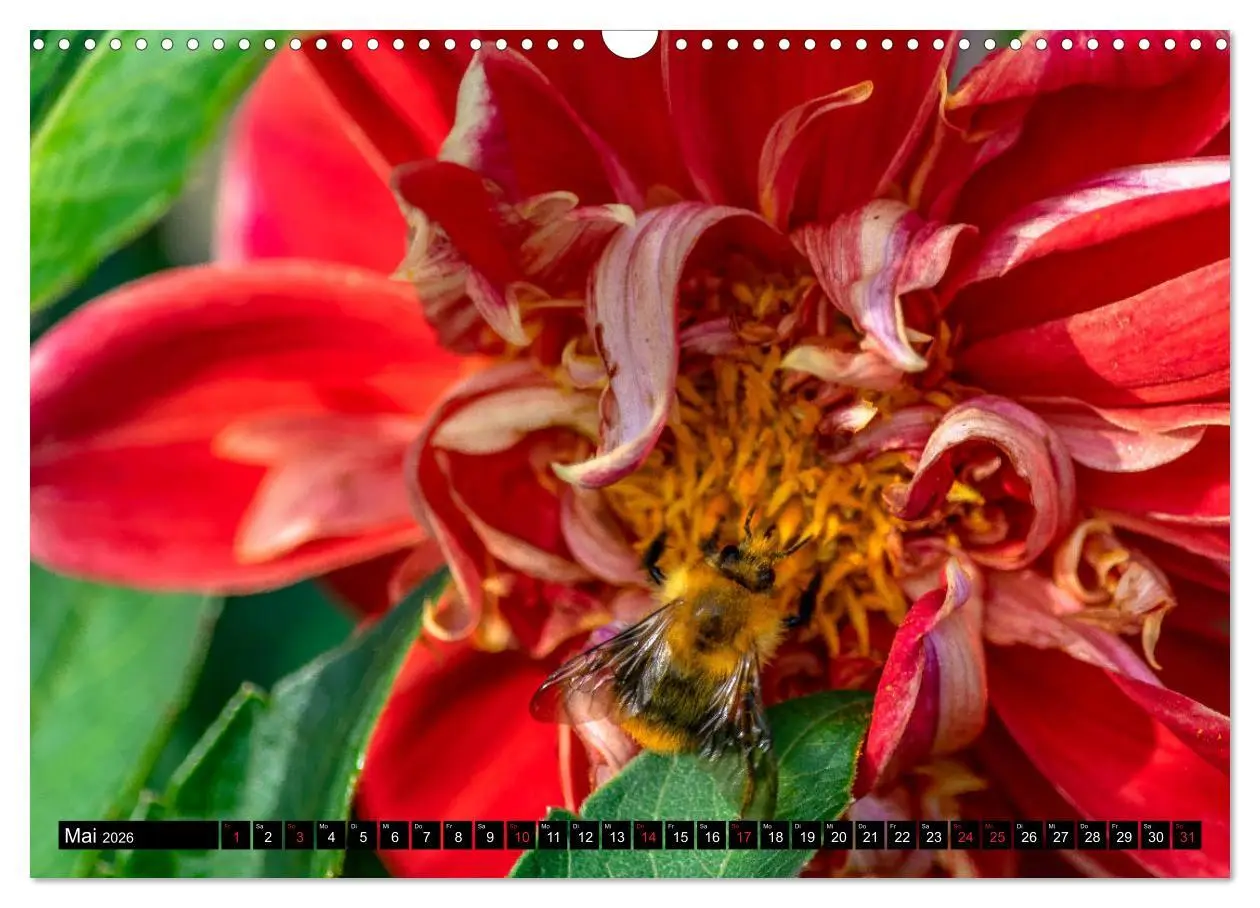 Bild: 9783457930304 | Dahlien - Blumenwunder der Natur (Wandkalender 2026 DIN A3 quer),...