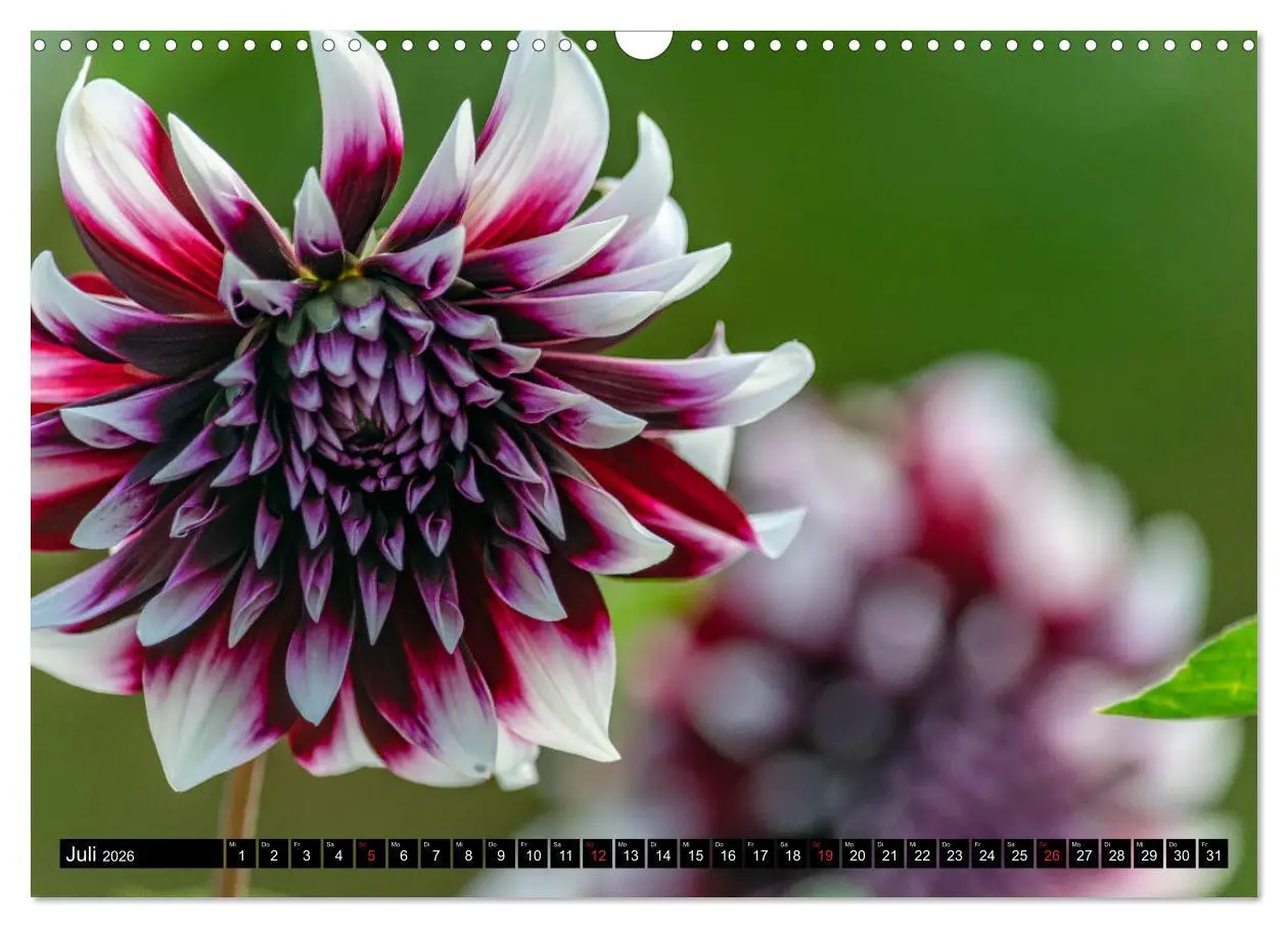 Bild: 9783457930304 | Dahlien - Blumenwunder der Natur (Wandkalender 2026 DIN A3 quer),...